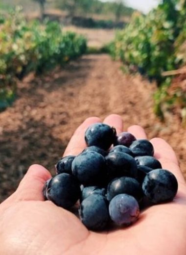 terroir, vignoble, domaine