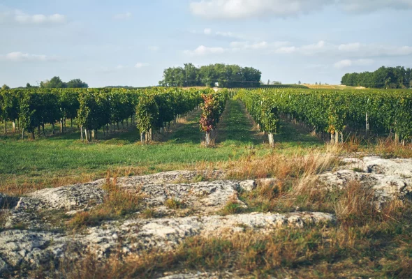 vigne, sol, terroir, argile, calcaire