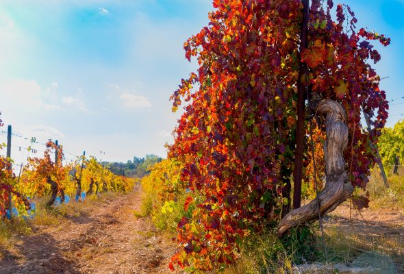 vieilles vignes, vignoble